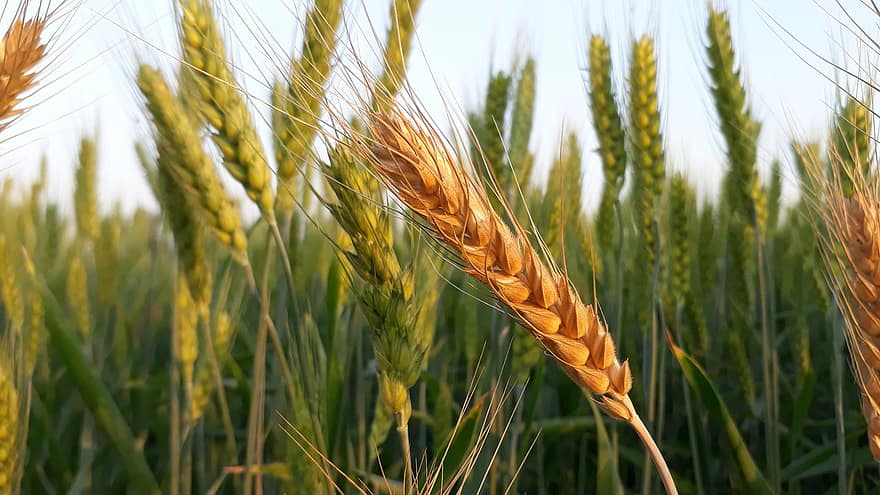 wheat cereal bread crop straw seed farm agriculture field copia